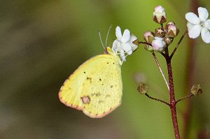108 2015-01150615b Everglades NP, FL